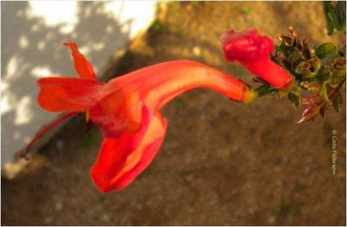 Hummingbird Stop